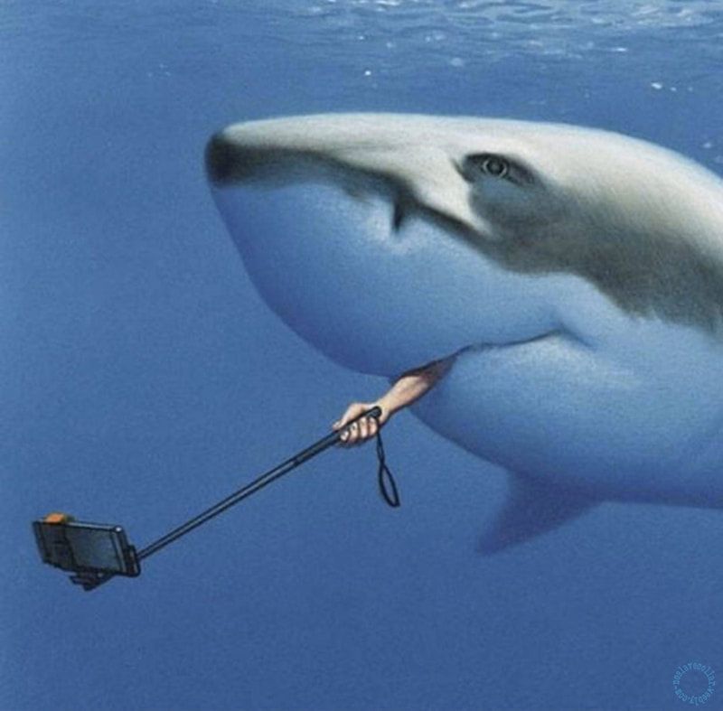 Il fallait vraiment que je prenne ce selfie avec le requin!