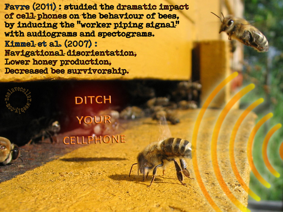 Favre (2011) : a étudié l'impact dramatique des téléphones portables sur le comportement des abeilles, en induisant le "signal sifflant ouvrier" avec audiogrammes et spectrogrammes.  Kimmel et al.  (2007) : désorientation de la navigation, baisse de la production de miel, diminution de la survie des abeilles. Balance ton portable