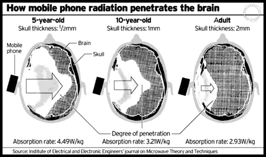 Comment le rayonnement des téléphones portables pénètre différemment dans le cerveau des enfants de 5 ans, 10 ans et chez les adultes.