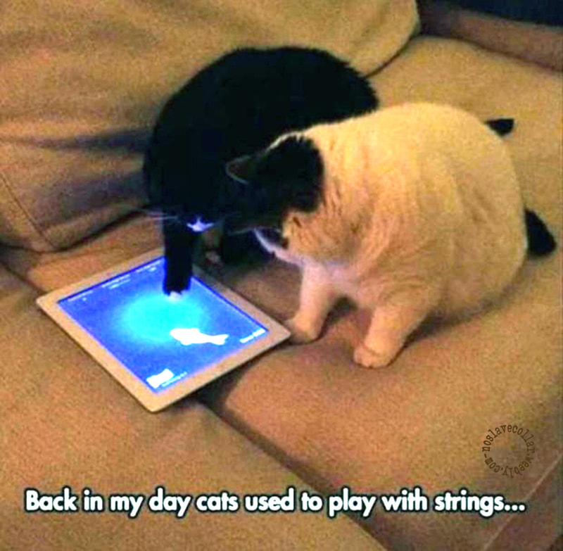 De mon temps, les chats jouaient avec des ficelles...