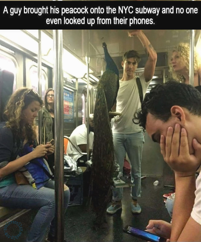 Un type a apporté son paon (empaillé) dans le métro de New York et personne n'a levé les yeux de son téléphone.